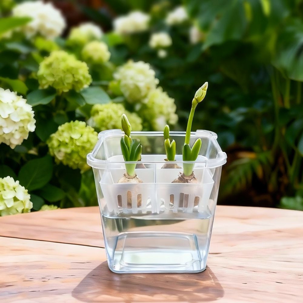 Vase hydroponique pour tulipes - Plant Pot avis et prix